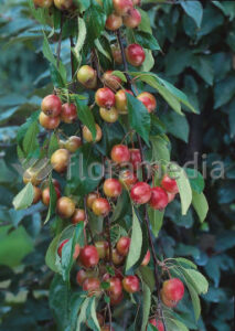 Malus-Cheal-s-Weeping1