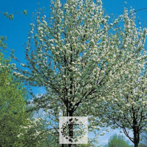 Pyr-com-Beech-Hill