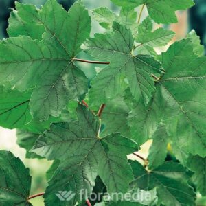 ace_pseudoplatanus
