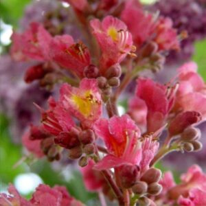 aes_carnea