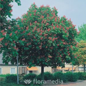 aes_carnea_2