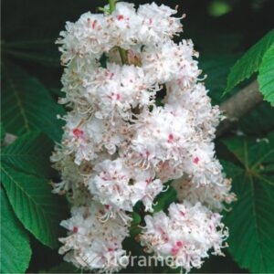 aes_hip_baumannii