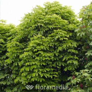 aes_hip_pyramidalis
