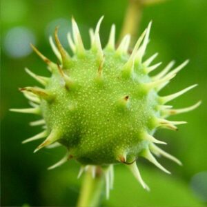 aes_hippocastanum