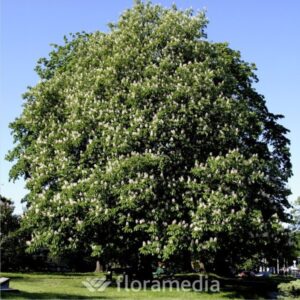 aes_hippocastanum_2
