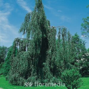 fag_syl_pendula