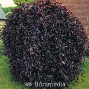 fag_syl_purpurea-pendula