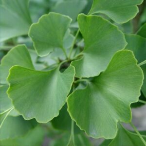 gin_biloba