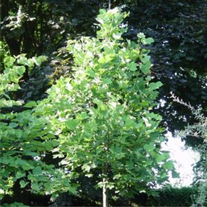 lir_tulipifera