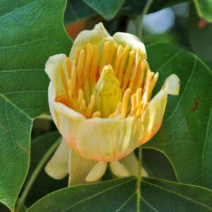 lir_tulipifera2