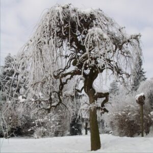 mor_alb_pendula