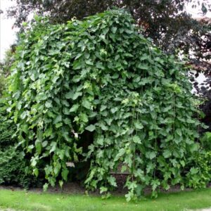 mor_alb_pendula_2