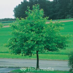 plat_hispanica