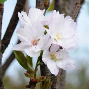 pru_ser_amanogawa