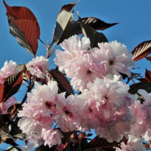 pru_ser_royal-burgundy2