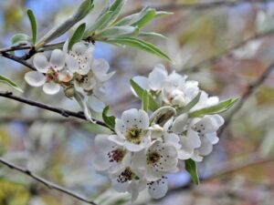 pyr_sal_pendula