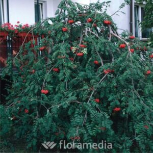 sor_auc_pendula
