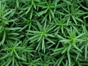 taxus-xmedia-kazio-pbr--1--2-