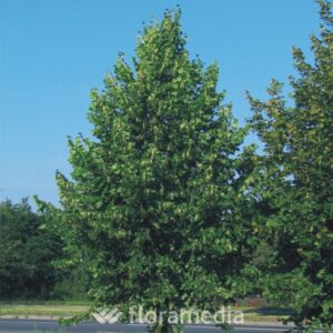 til_cor_erecta