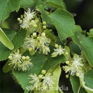 til_cordata