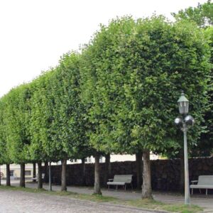 til_cordata2