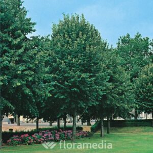 til_euchlora